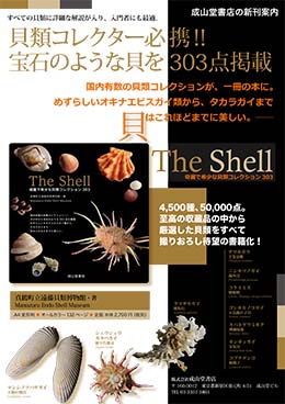 The Shell　綺麗で希少な貝類コレクション303