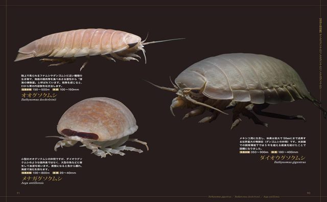 世界に一つだけの深海水族館 海事 水産 交通 気象の専門書籍出版社の成山堂書店