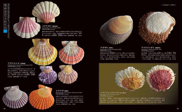 美しき貝の博物図鑑 ー色と模様 形のバリエーション フリーク ハイブリッド 海事 水産 交通 気象の専門書籍出版社の成山堂書店