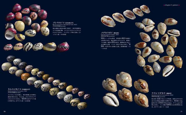 美しき貝の博物図鑑 ー色と模様 形のバリエーション フリーク ハイブリッド 海事 水産 交通 気象の専門書籍出版社の成山堂書店