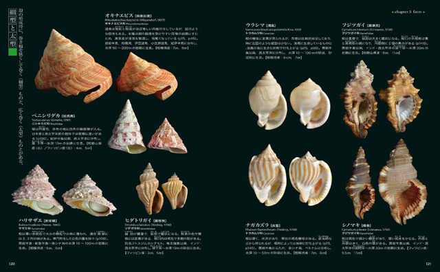 糸巻法螺